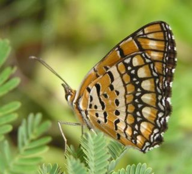 Butterfly golden University of Chicago butterfly about Papilio polytes Nature (journal)